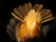 Pellorneum malaccense