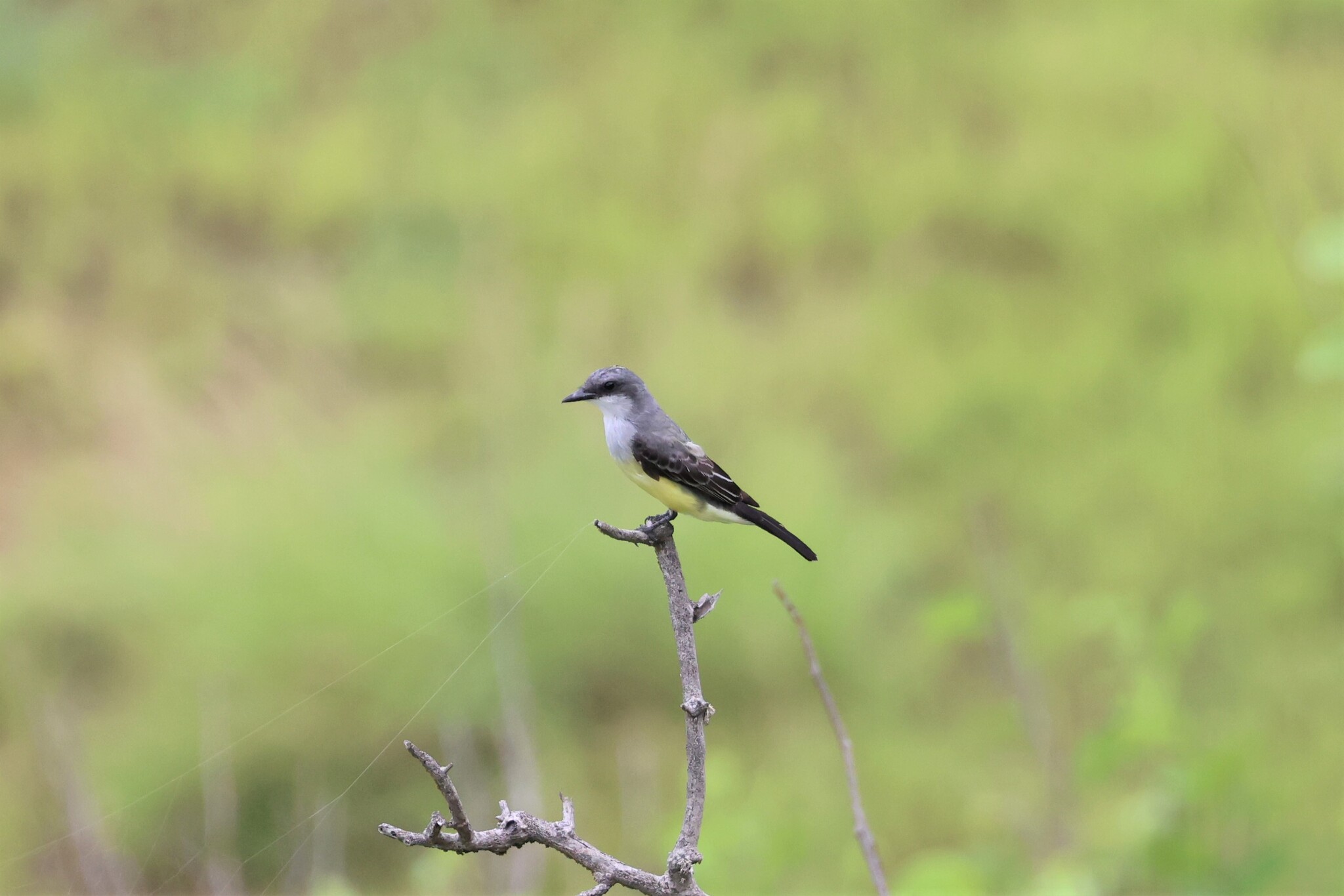 Snowy-throated Kingbird (Tyrannus niveigularis), photo 8