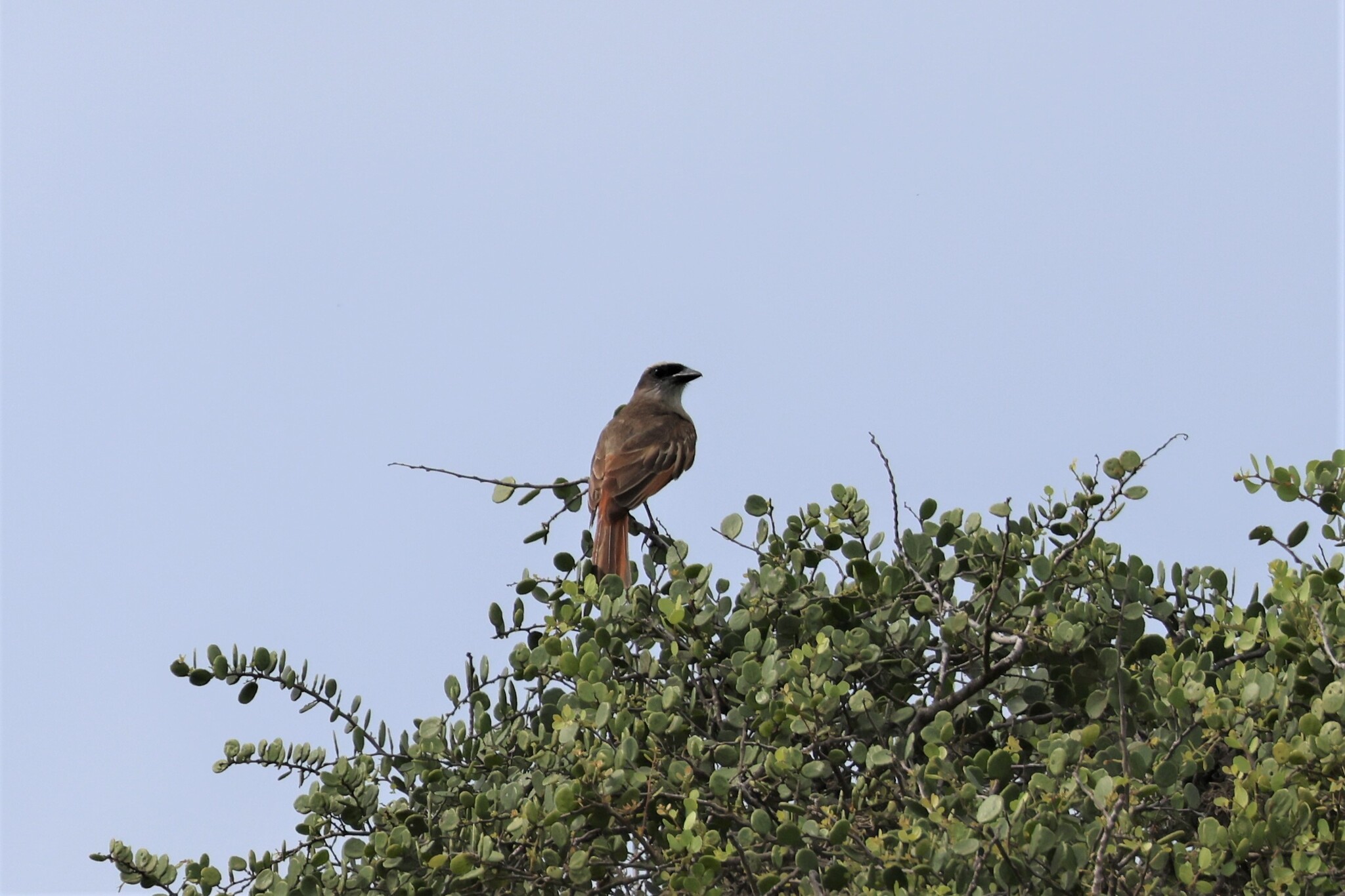 Baird's Flycatcher (Myiodynastes bairdii), photo 10