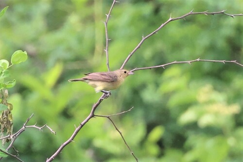 Crimson-breasted Finch (Rhodospingus cruentus), photo 8