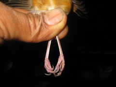 Pellorneum malaccense