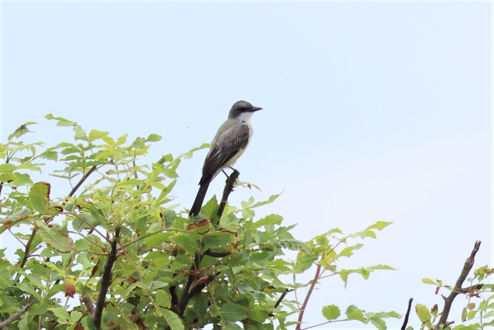 Snowy-throated Kingbird (Tyrannus niveigularis), photo 9