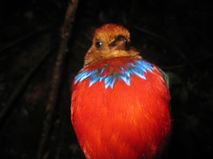Erythropitta arquata