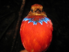 Erythropitta arquata