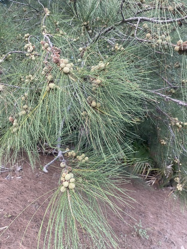 Beach Sheoak