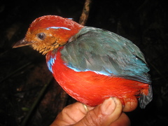 Erythropitta arquata