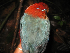 Erythropitta arquata