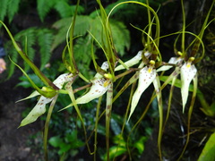 Brassia arcuigera