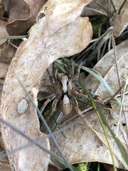 Alopecosa inquilina