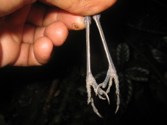 Erythropitta arquata