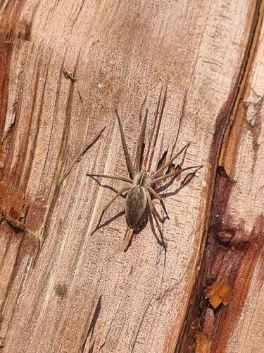 European Nursery Web spider