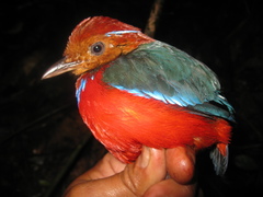 Erythropitta arquata