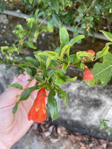 pomegranate