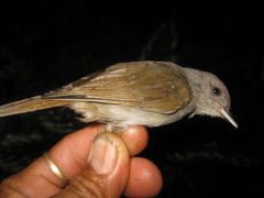 Alcippe brunneicauda