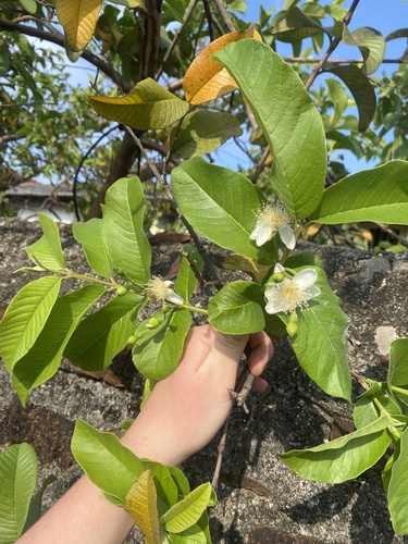 Common guava