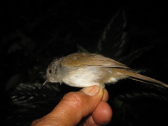 Alcippe brunneicauda