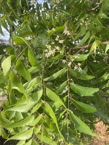 Neem