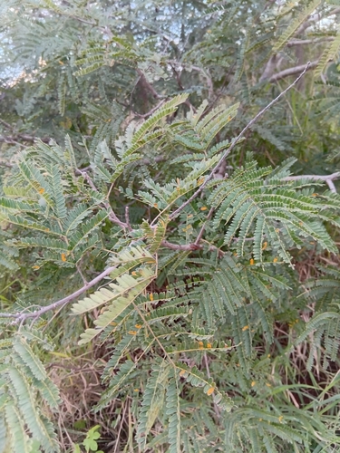 Weeping wattle
