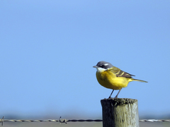 Motacilla flava iberiae