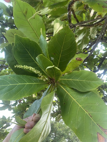 Sea Almond