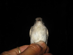 Alcippe brunneicauda