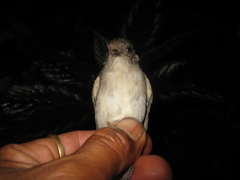 Alcippe brunneicauda