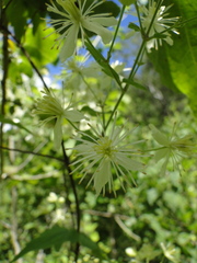 Clematis rhodocarpa