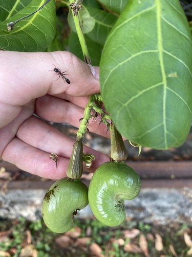 cashew