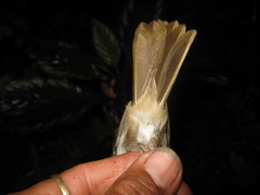 Alcippe brunneicauda