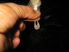 Alcippe brunneicauda