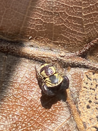 Wasp-mimic Jumping Spider