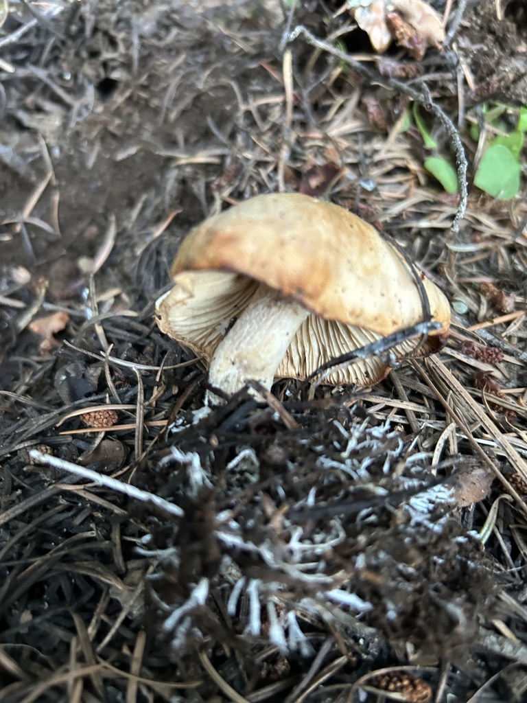Clitocybe albirhiza