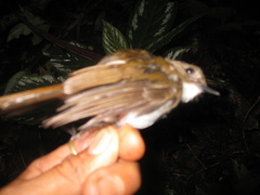 Cyornis umbratilis