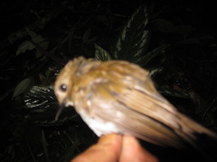 Cyornis umbratilis