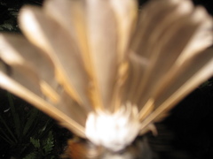 Cyornis umbratilis