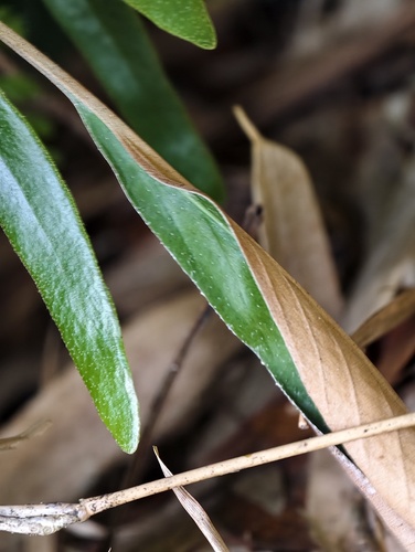 Pyrrosia stigmosa observed 2026-04-19