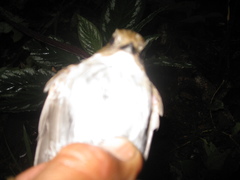 Cyornis umbratilis