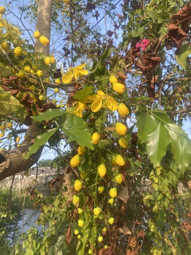 Golden Shower Tree