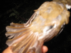 Cyornis umbratilis