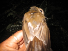 Cyornis umbratilis