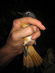 Copsychus pyrropygus