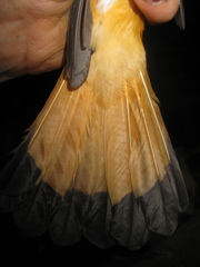 Copsychus pyrropygus