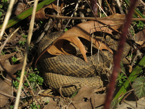 Eastern Massasauga photographed in Michigan