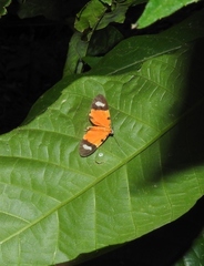 Eudule pulchricolora