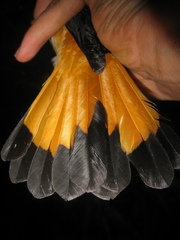 Copsychus pyrropygus