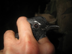 Copsychus pyrropygus