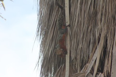 Sciurus aureogaster aureogaster