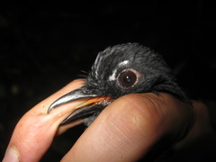 Copsychus pyrropygus