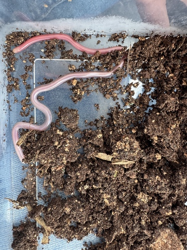 Yucatecan Worm Snake