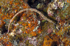 Corythoichthys ocellatus